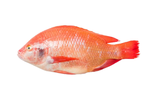 Marine Red Tilapia