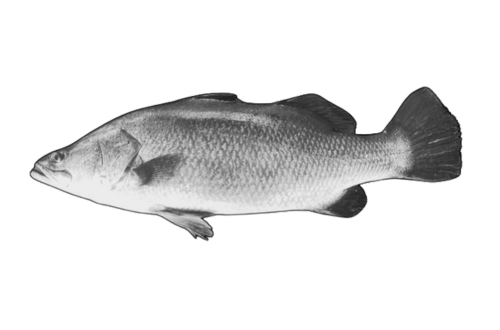 Asian Seabass